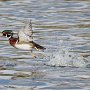 Wood Duck TakeOff (18X24 Matt   12X18 Print) JAH-206